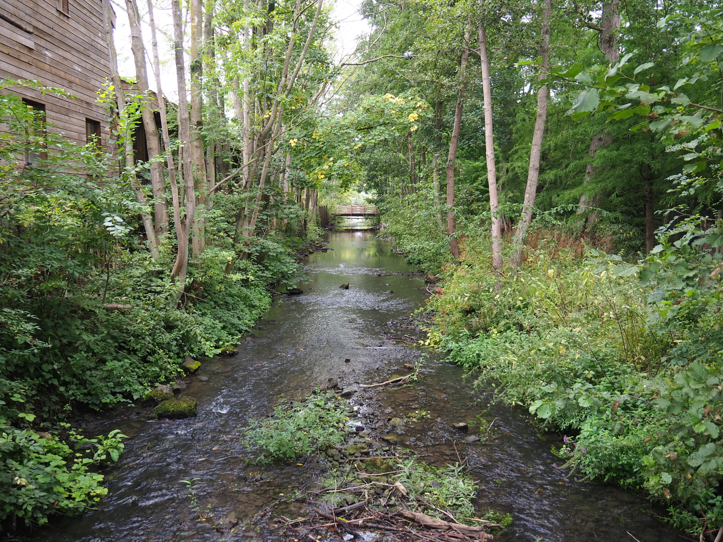 Dender river flowing through Pairi Daiza, between Siberian crane exhibit and Koala house, 2020-09-03