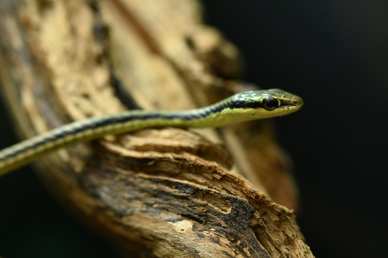 Dendrelaphis pictus