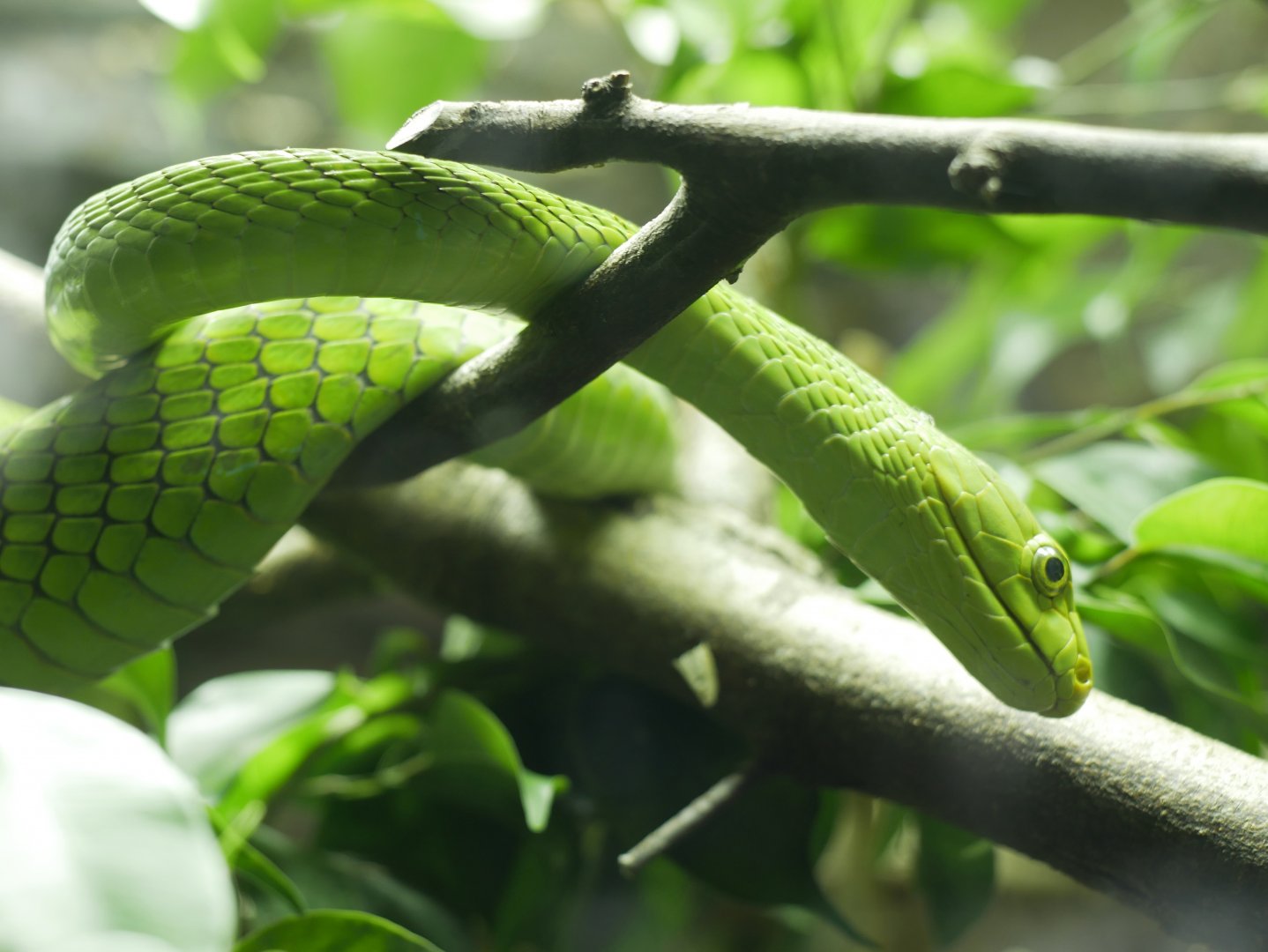 Dendroaspis angusticeps