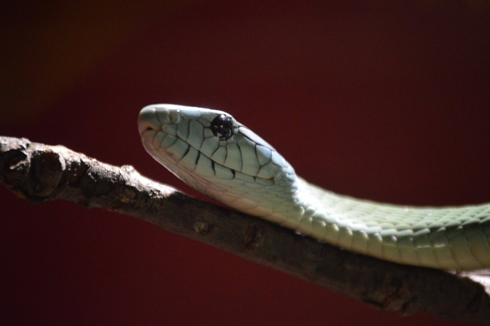 Dendroaspis jamesoni