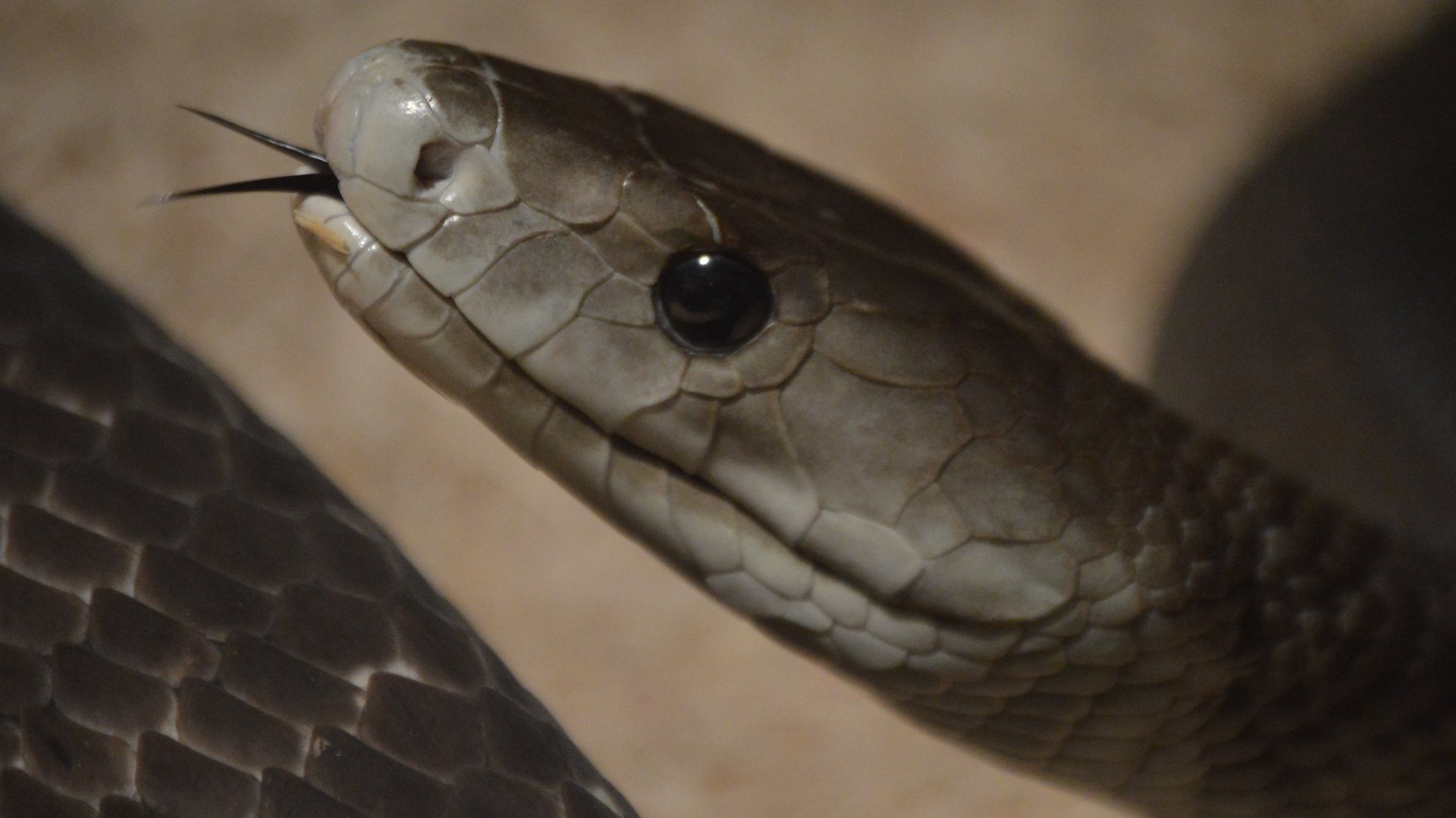 Dendroaspis polylepis "Draco"