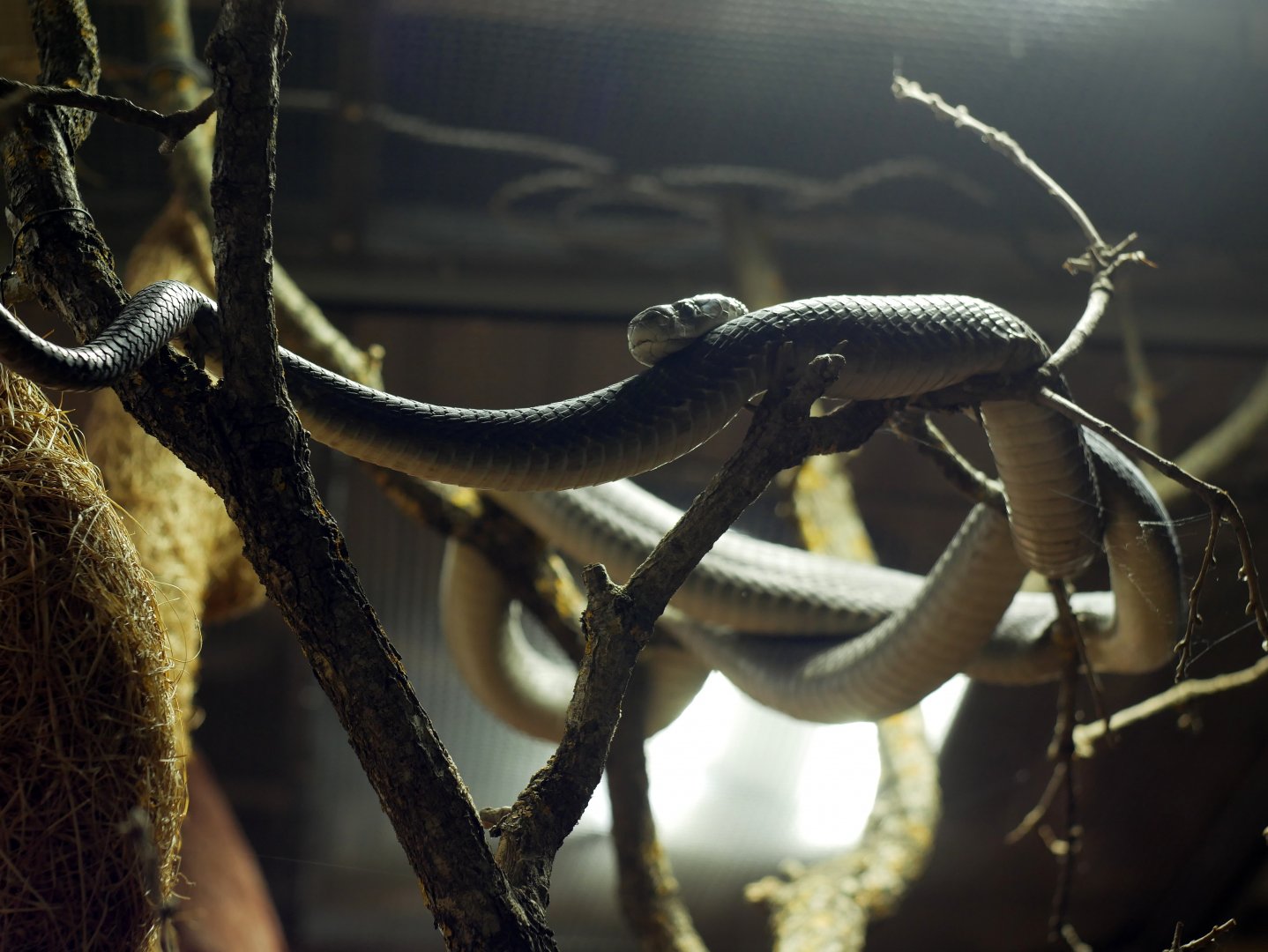 Dendroaspis polylepis