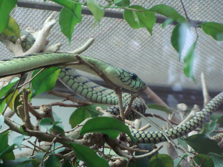 Dendroaspis viridis