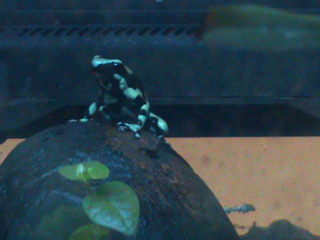 Dendrobates auratus 241010