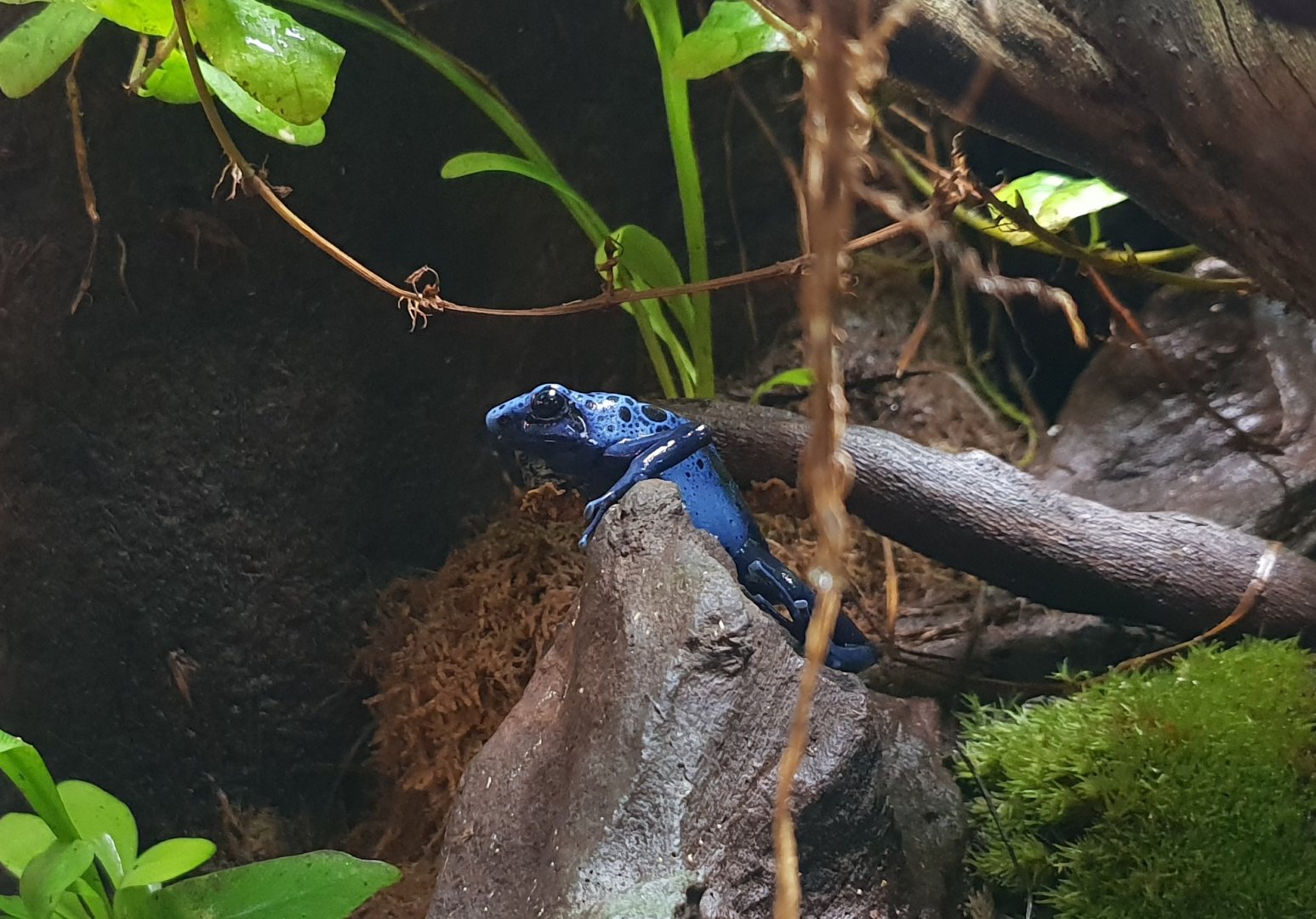 Dendrobates auratus azureus