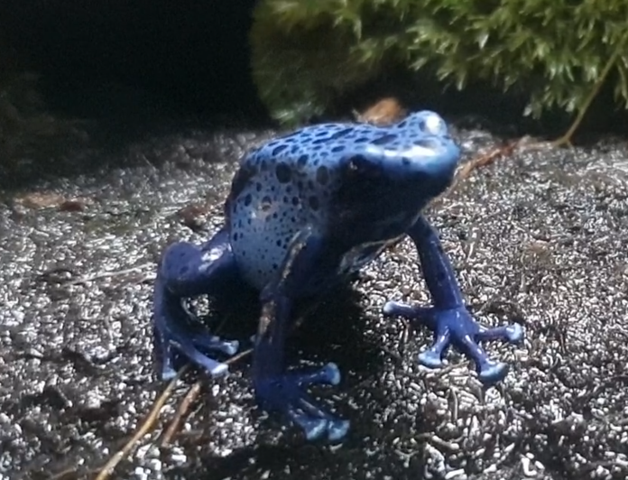 Dendrobates auratus azureus