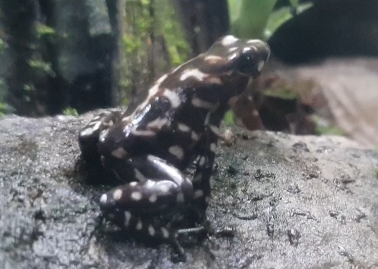 Dendrobates auratus "Campana"