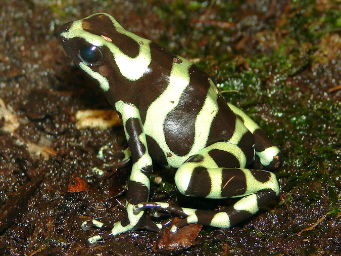 Dendrobates auratus / Green-and-black poison dart frog