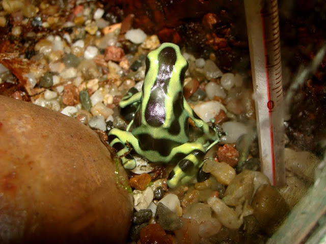 Dendrobates auratus