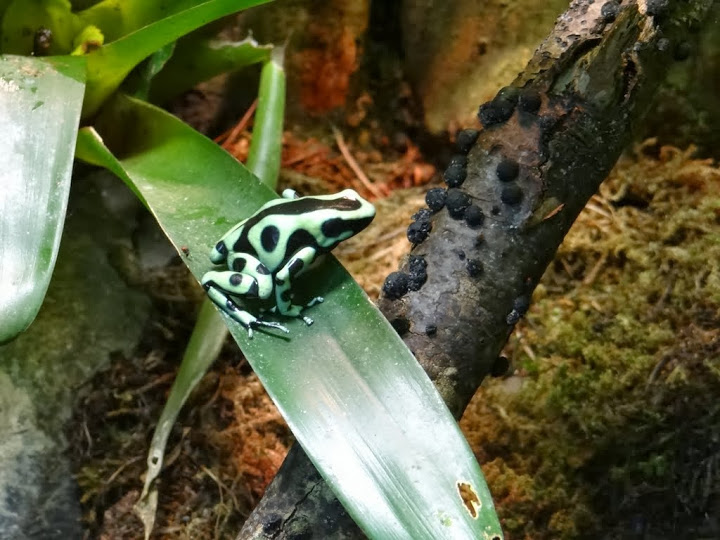 Dendrobates auratus