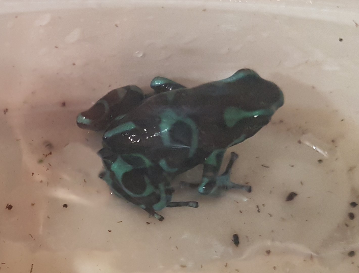 Dendrobates auratus