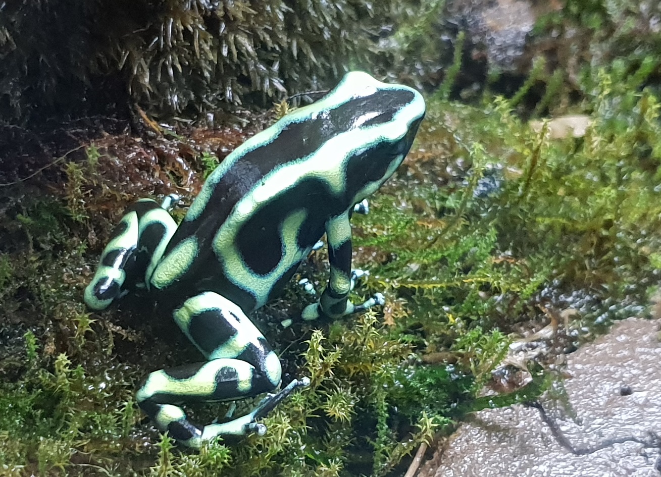 Dendrobates auratus
