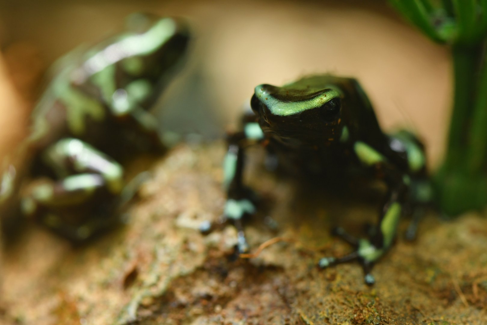 Dendrobates auratus