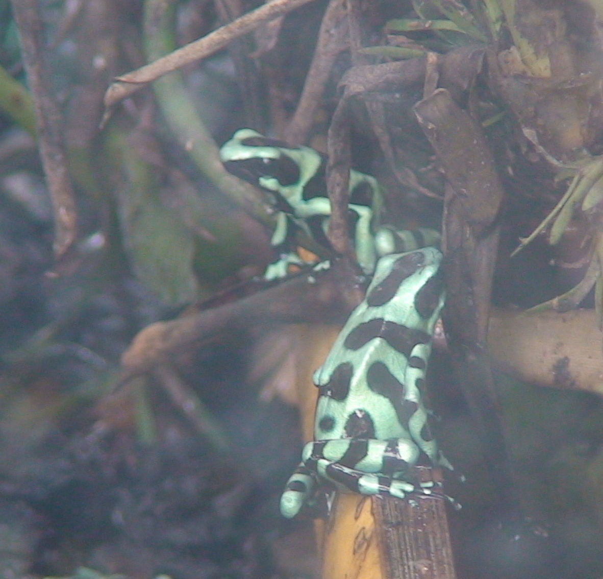 Dendrobates auratus