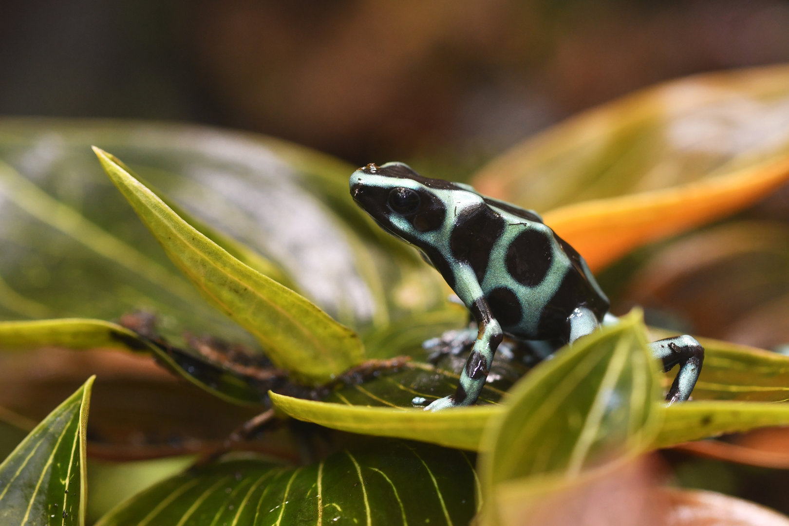 Dendrobates auratus