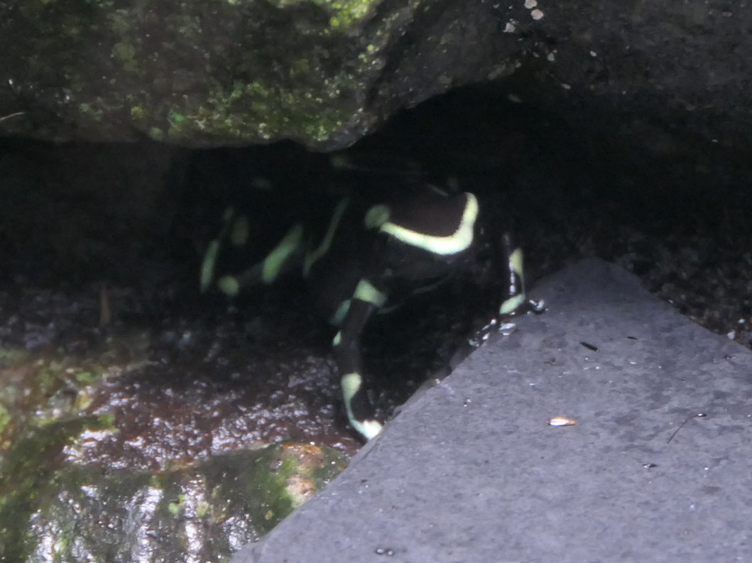 Dendrobates aureus morph ID?