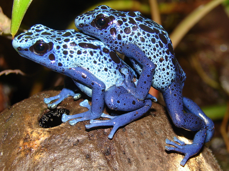 Dendrobates azureus / Blue poison dart frog