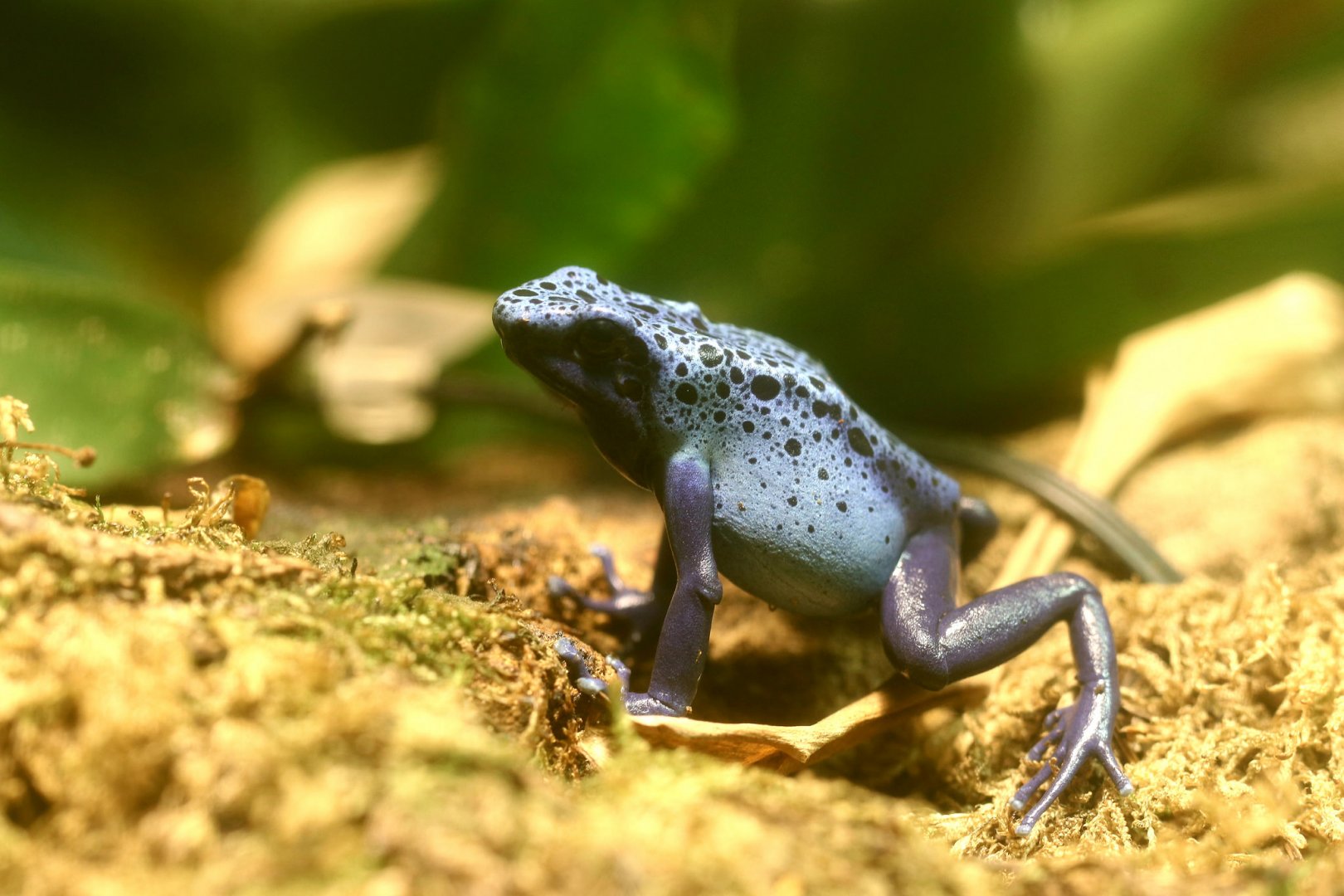 Dendrobates Azureus