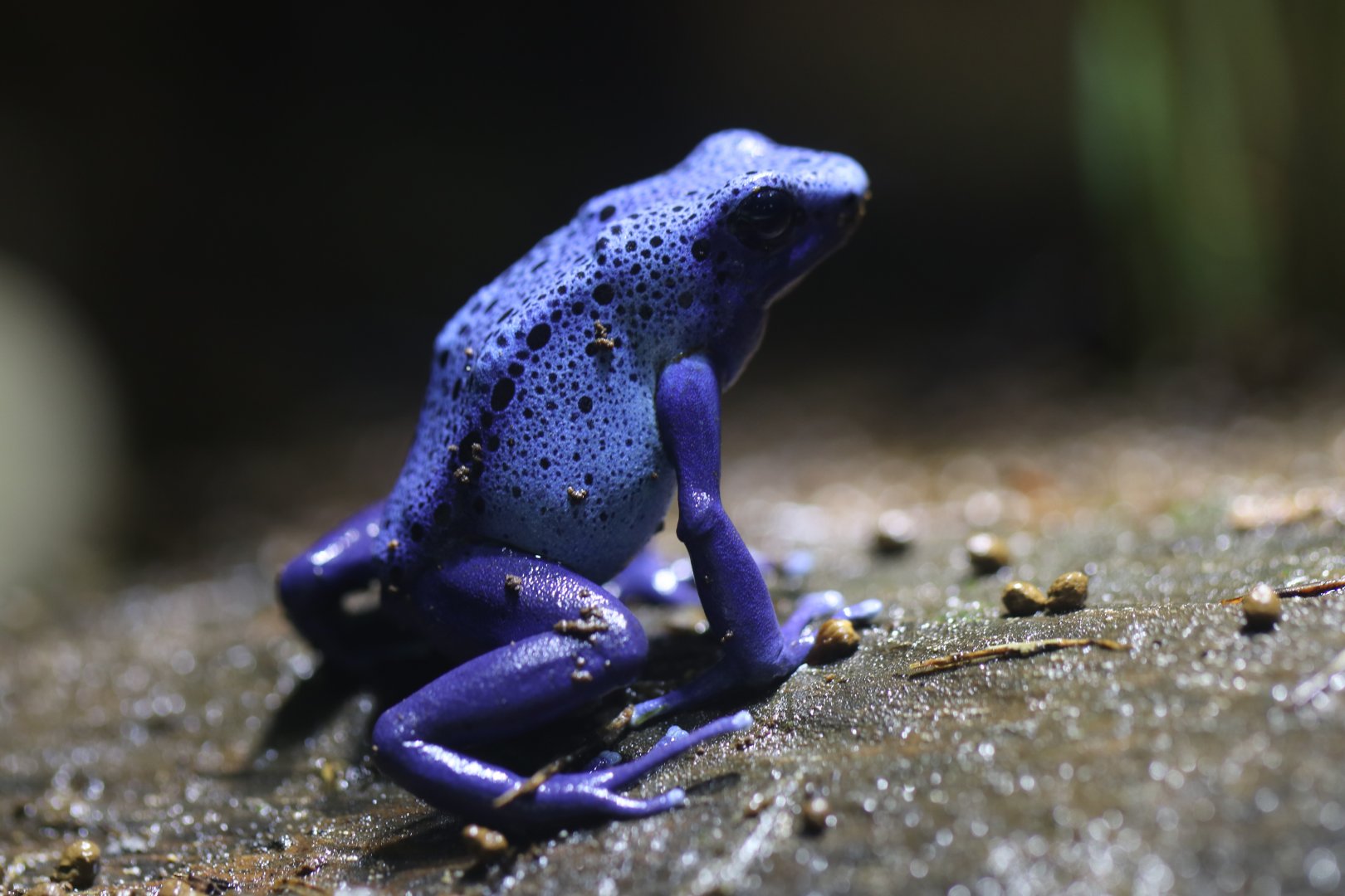 Dendrobates Azureus