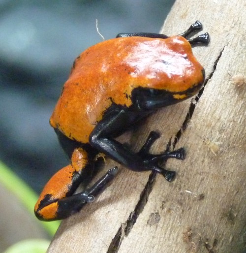 Dendrobates galactonotus