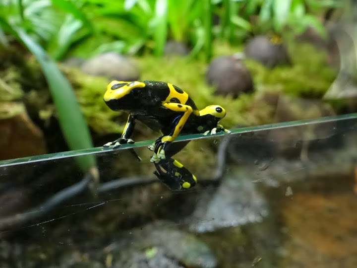 Dendrobates leucomelans