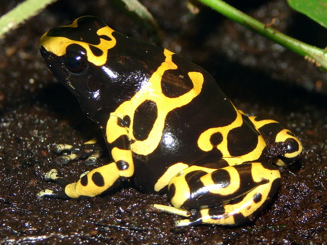 Dendrobates leucomelas / Yellow-banded poison dart frog
