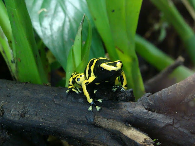 Dendrobates leucomelas