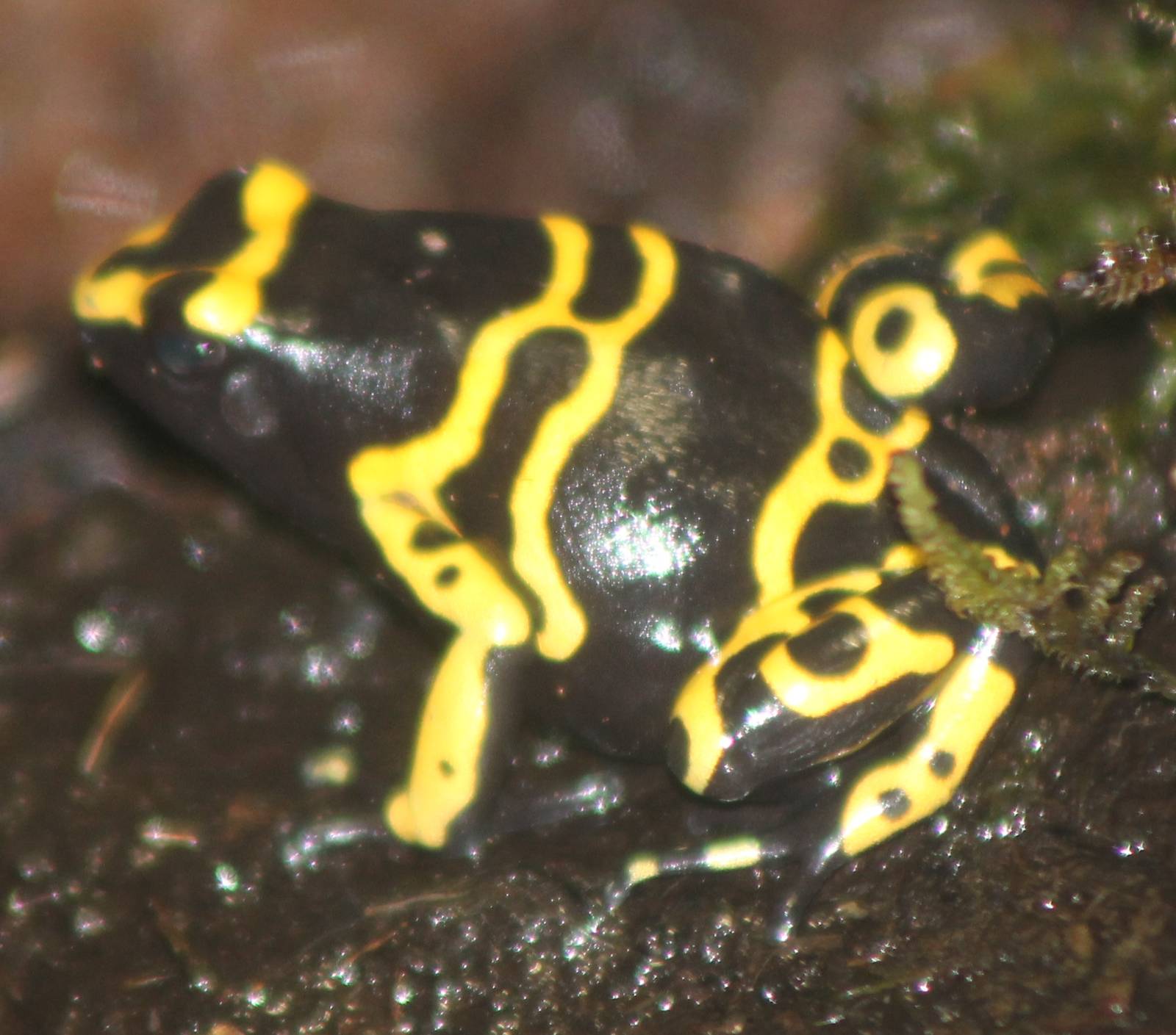 Dendrobates leucomelas