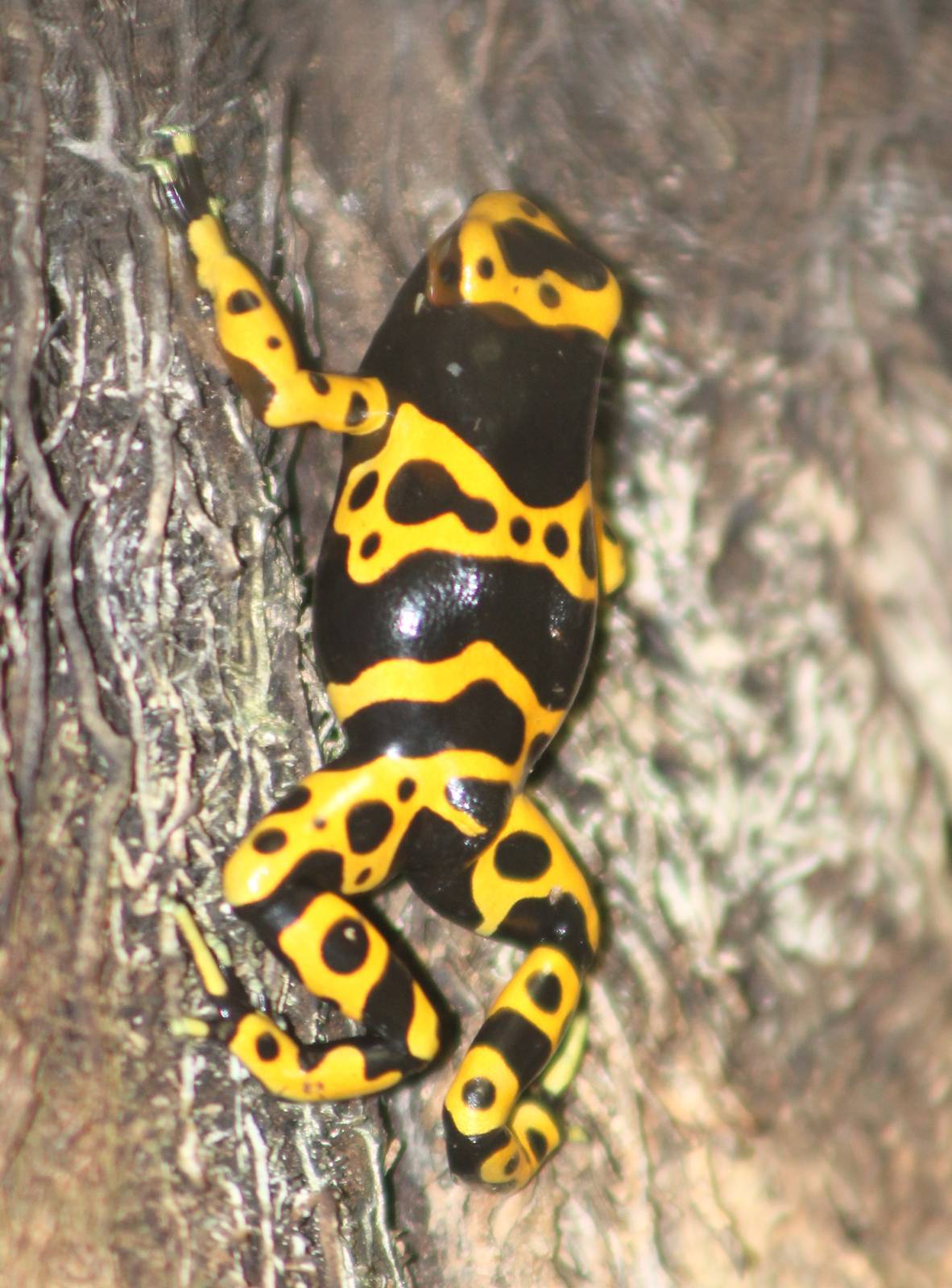 Dendrobates leucomelas