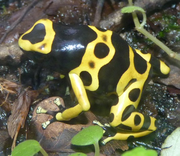Dendrobates leucomelas