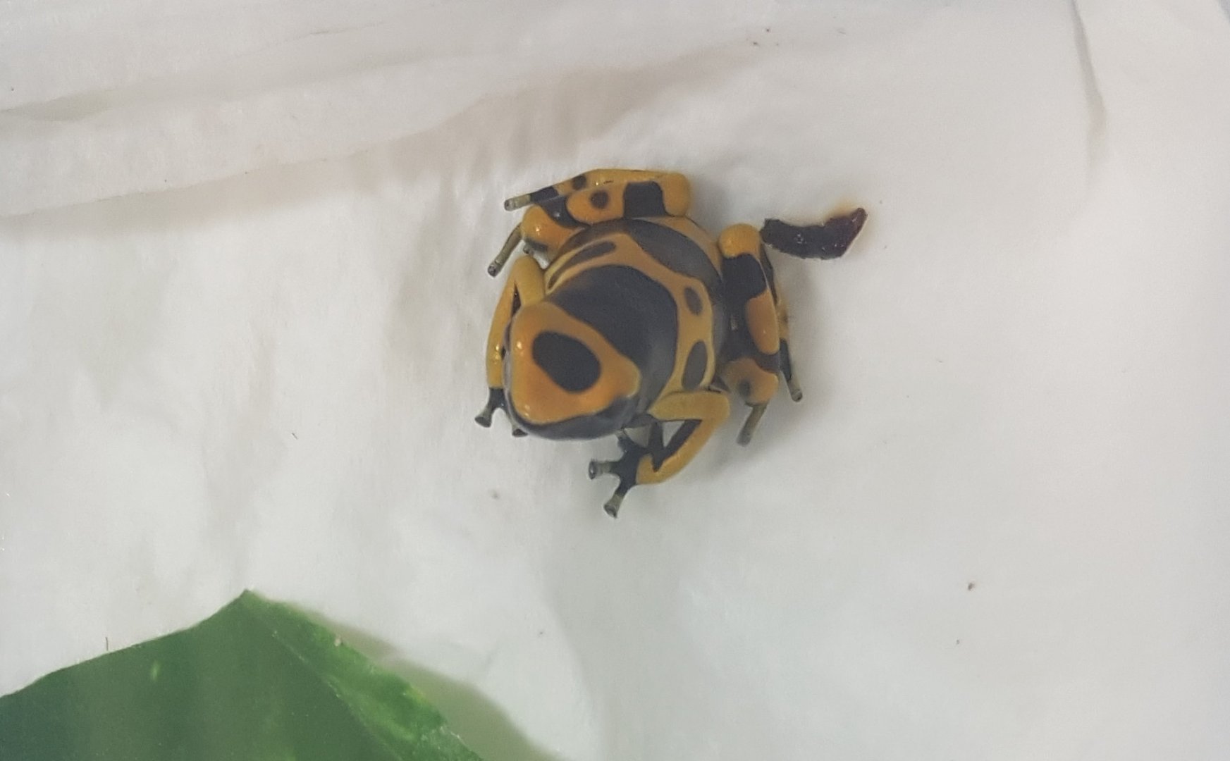 Dendrobates leucomelas