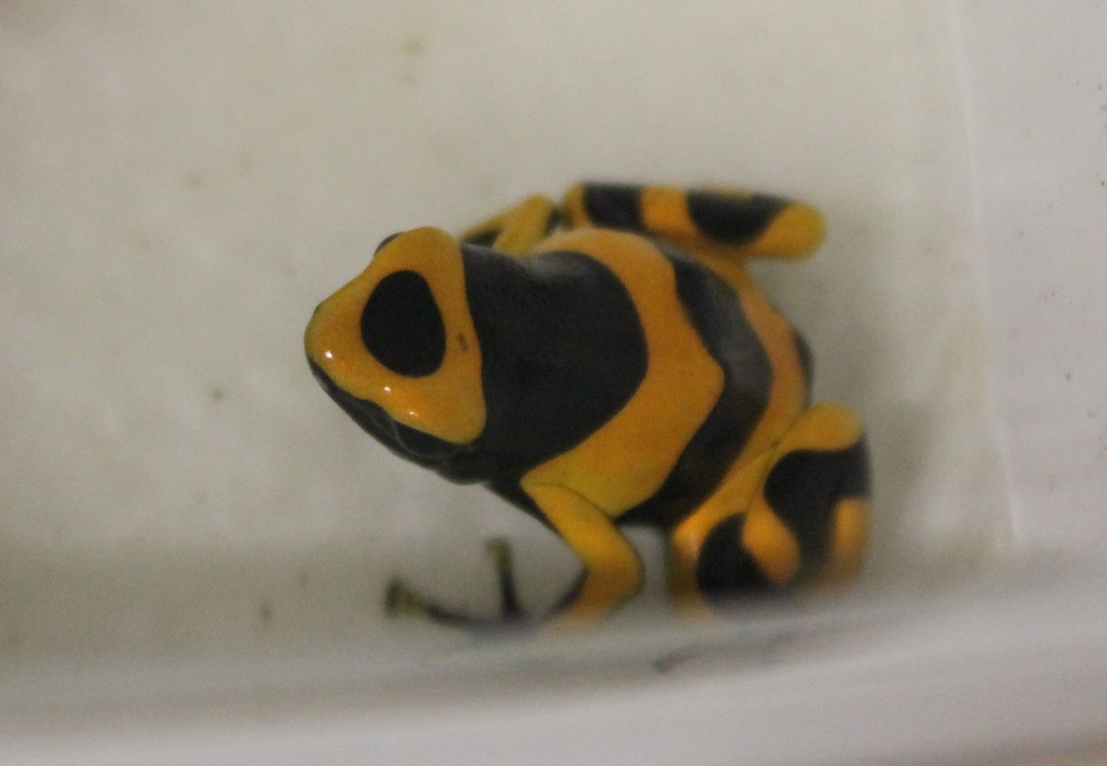 Dendrobates leucomelas