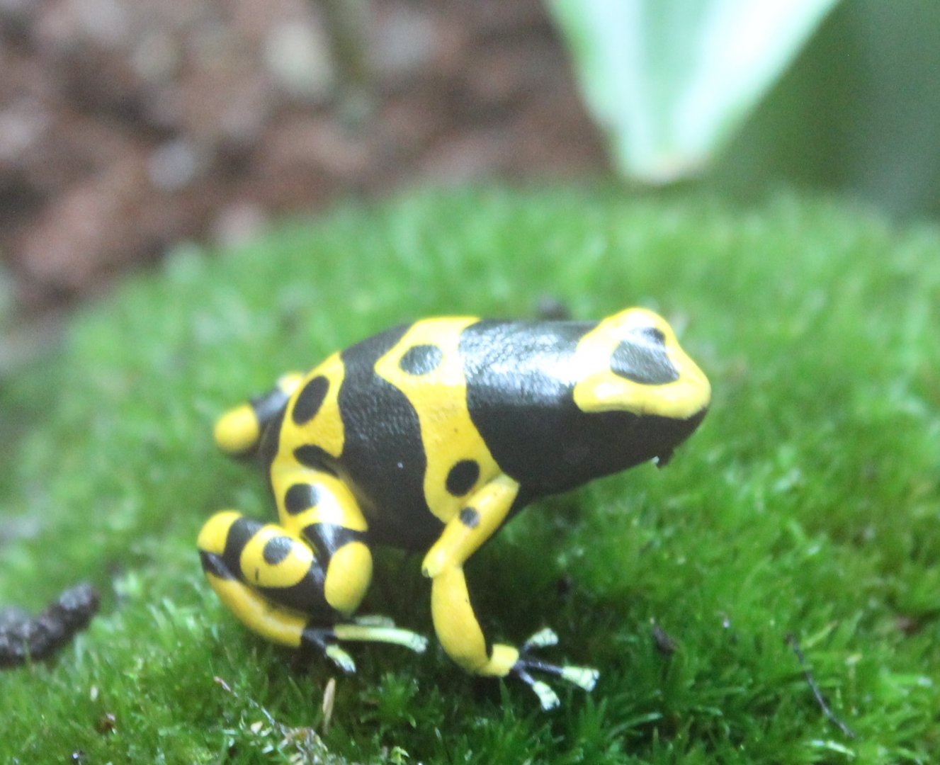 Dendrobates leucomelas