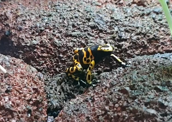 Dendrobates leucomelas