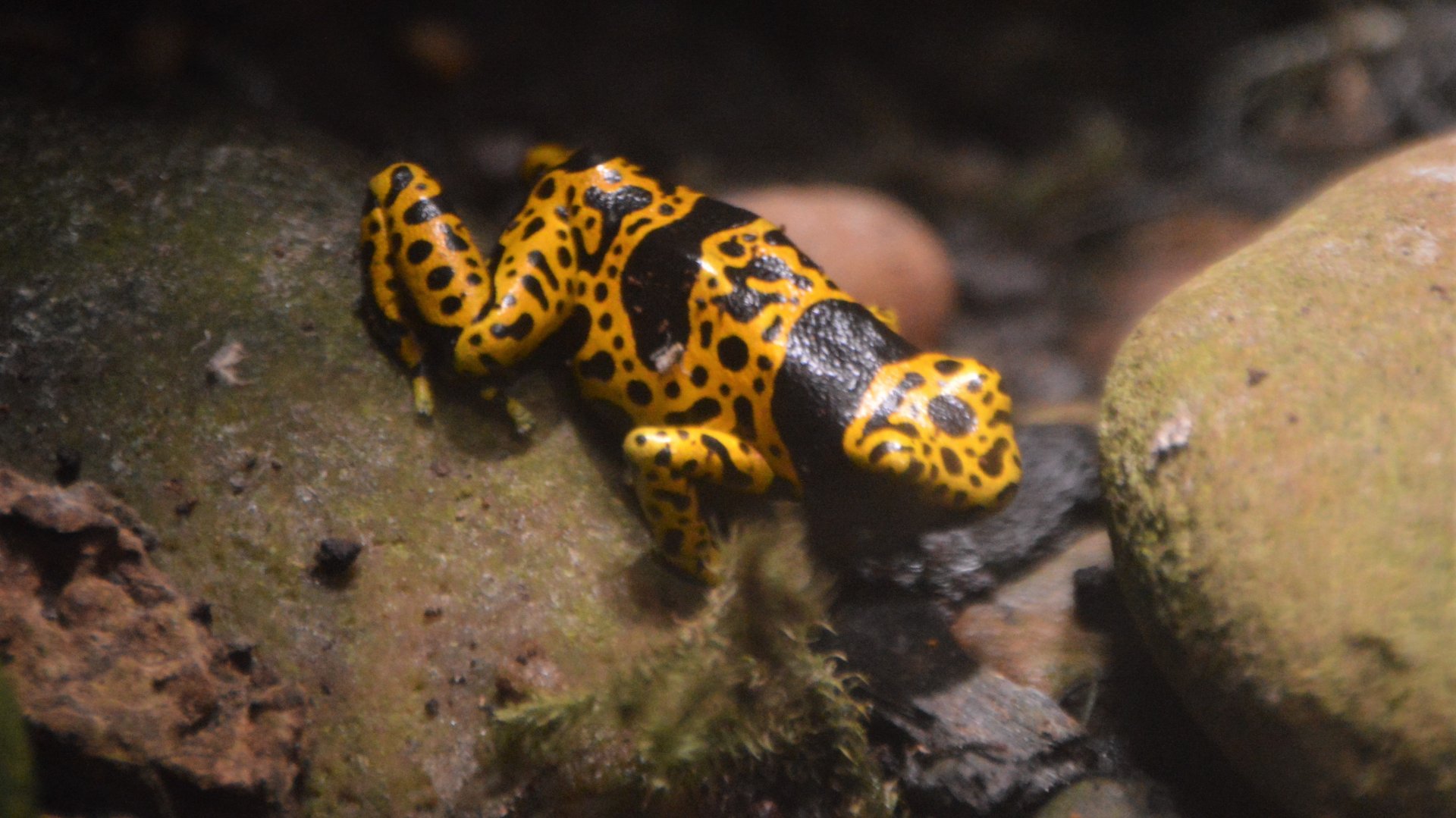 Dendrobates leucomelas