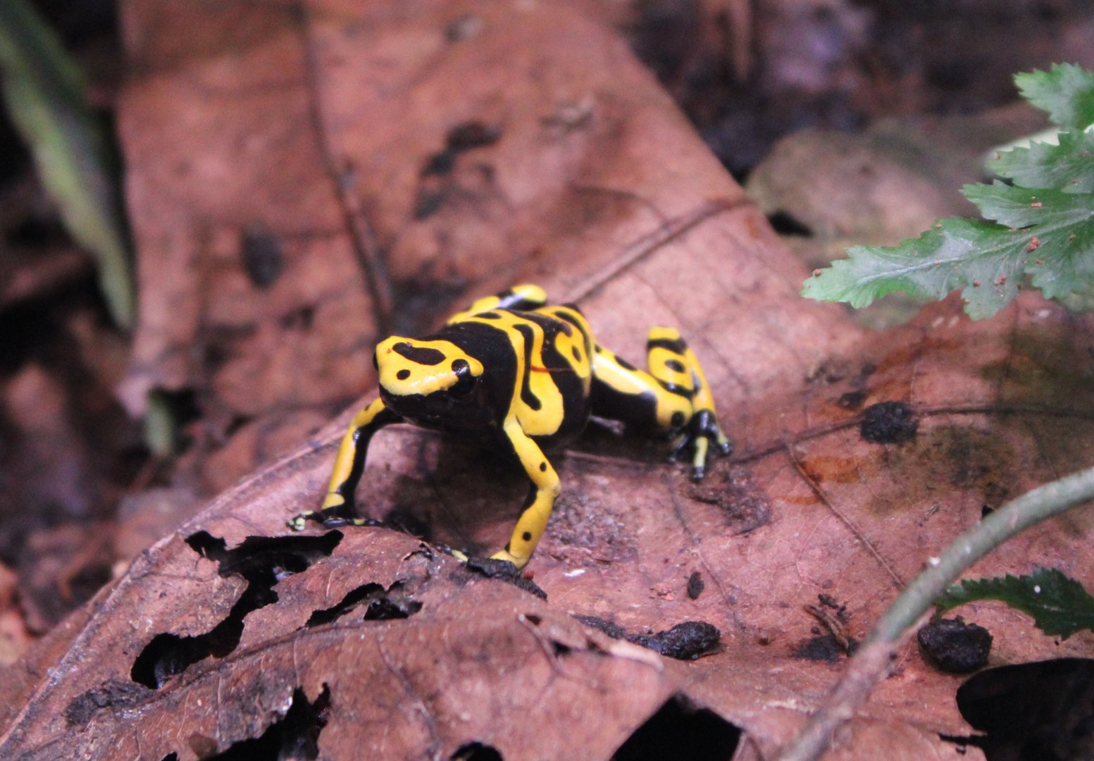 Dendrobates leucomelas