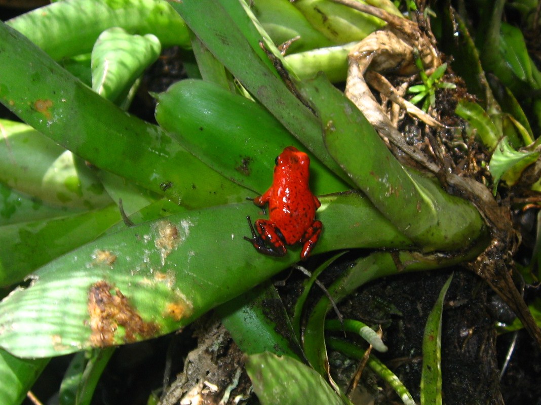 Dendrobates pumilio - Strawberry Dart Frog