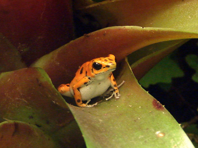 Dendrobates pumilio / Strawberry poison dart frog