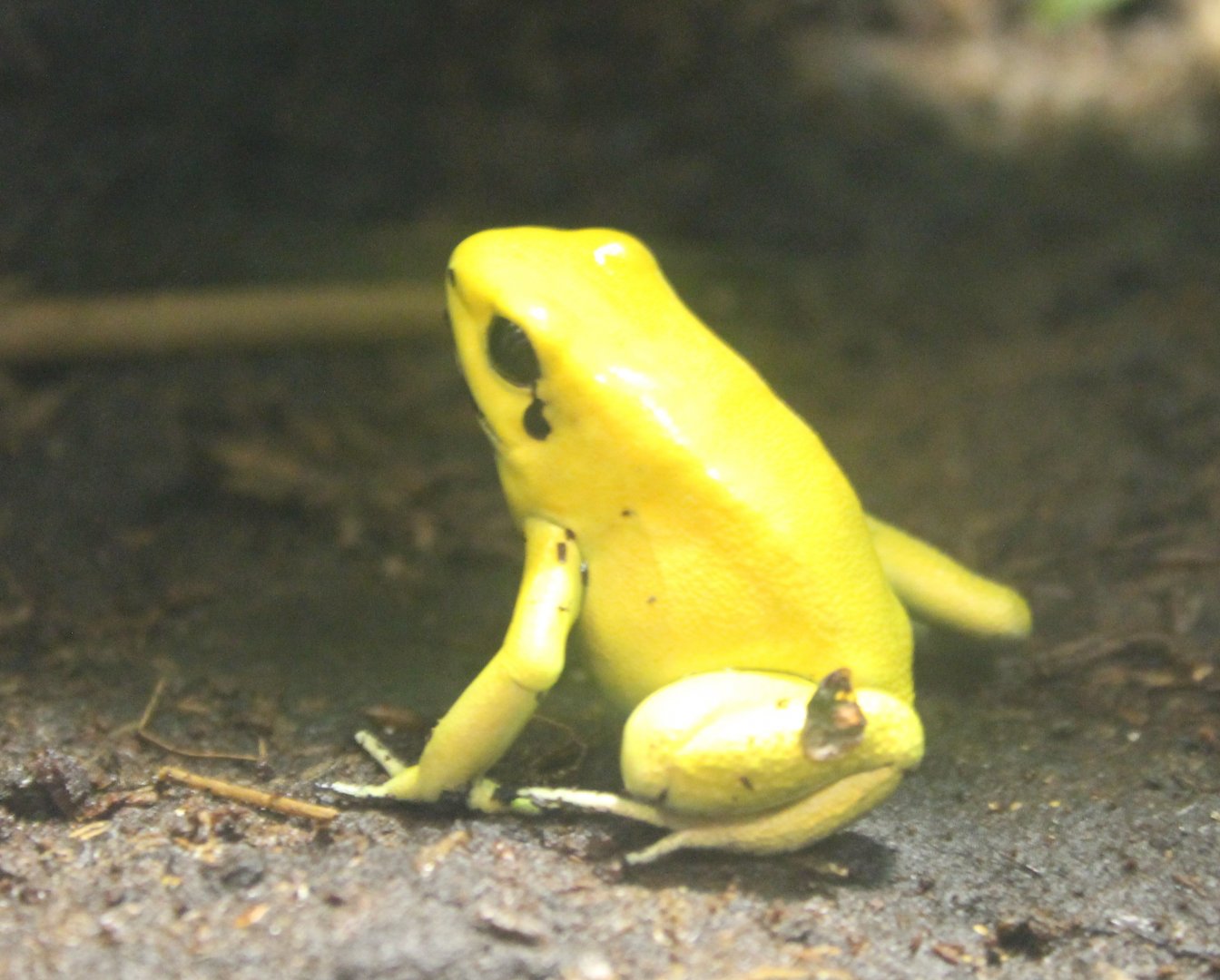Dendrobates terribilis