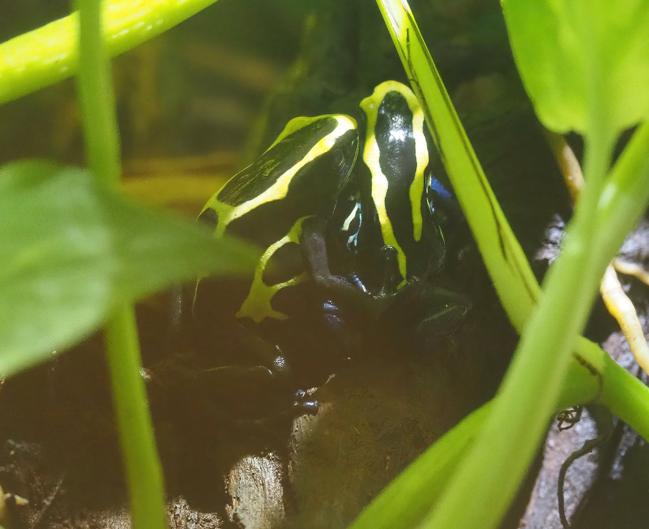 Dendrobates tinctorius, 2022-09-04