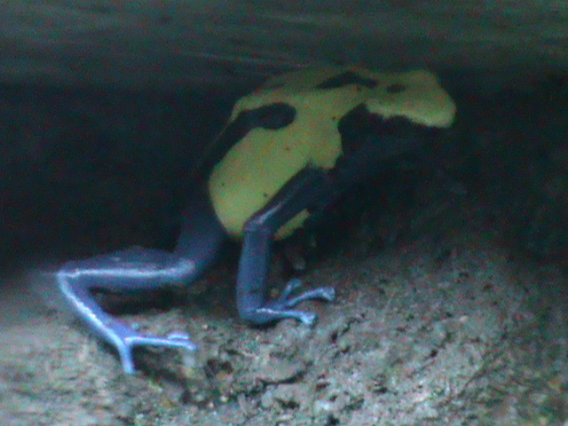 Dendrobates tinctorius 211010