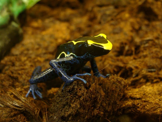 Dendrobates tinctorius (apart from the exhibition)