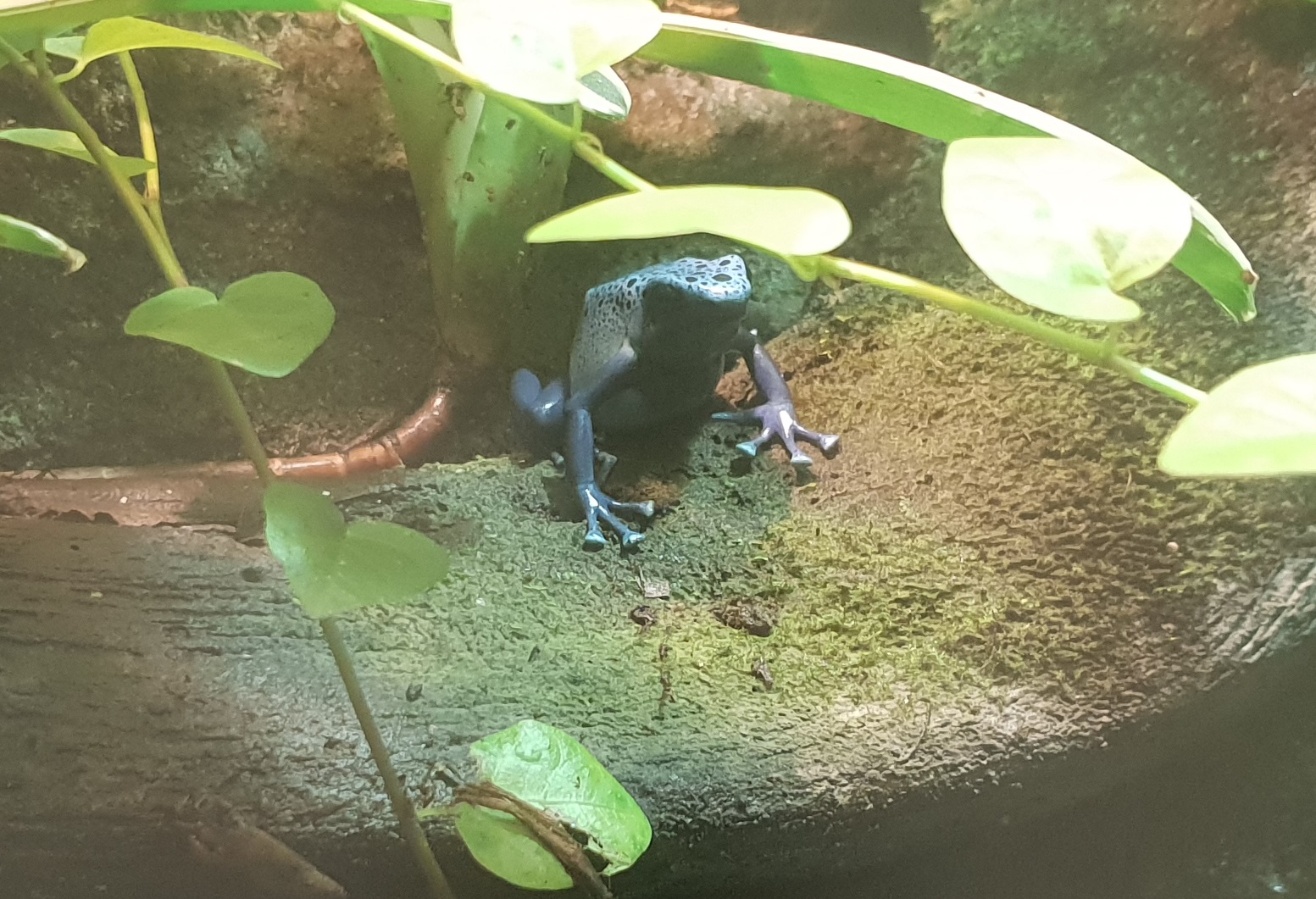 Dendrobates tinctorius azureus