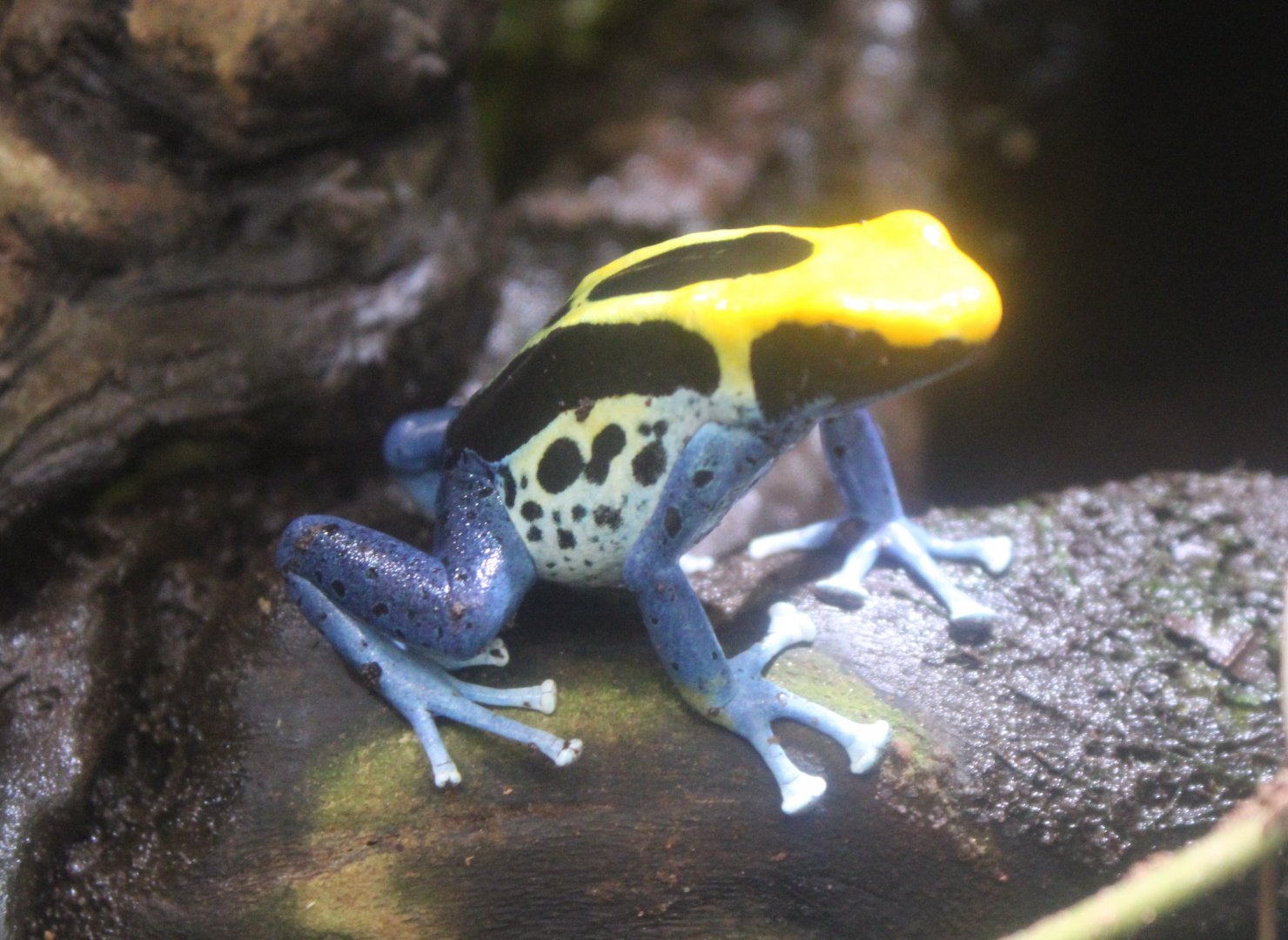 Dendrobates tinctorius - Brazil