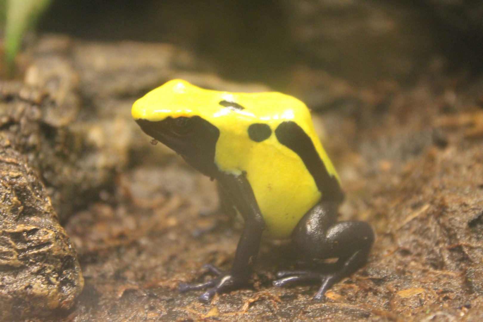 Dendrobates tinctorius citronella