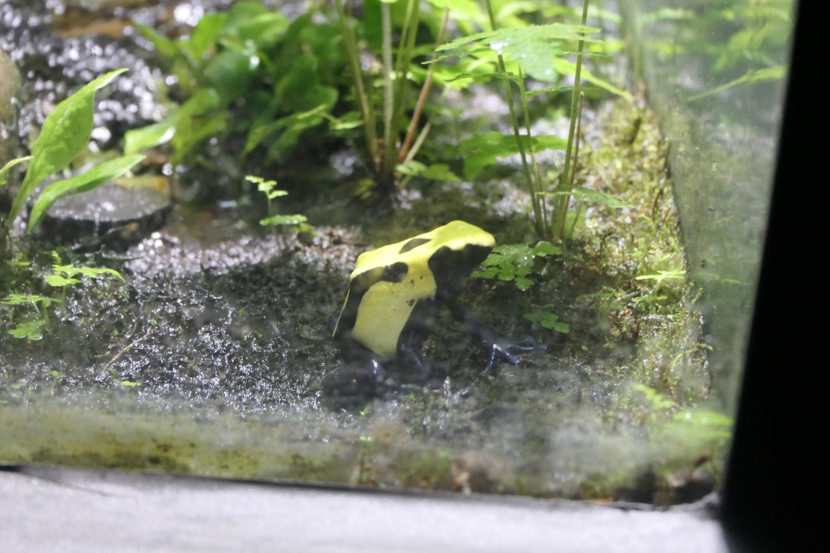 Dendrobates tinctorius morph ID?