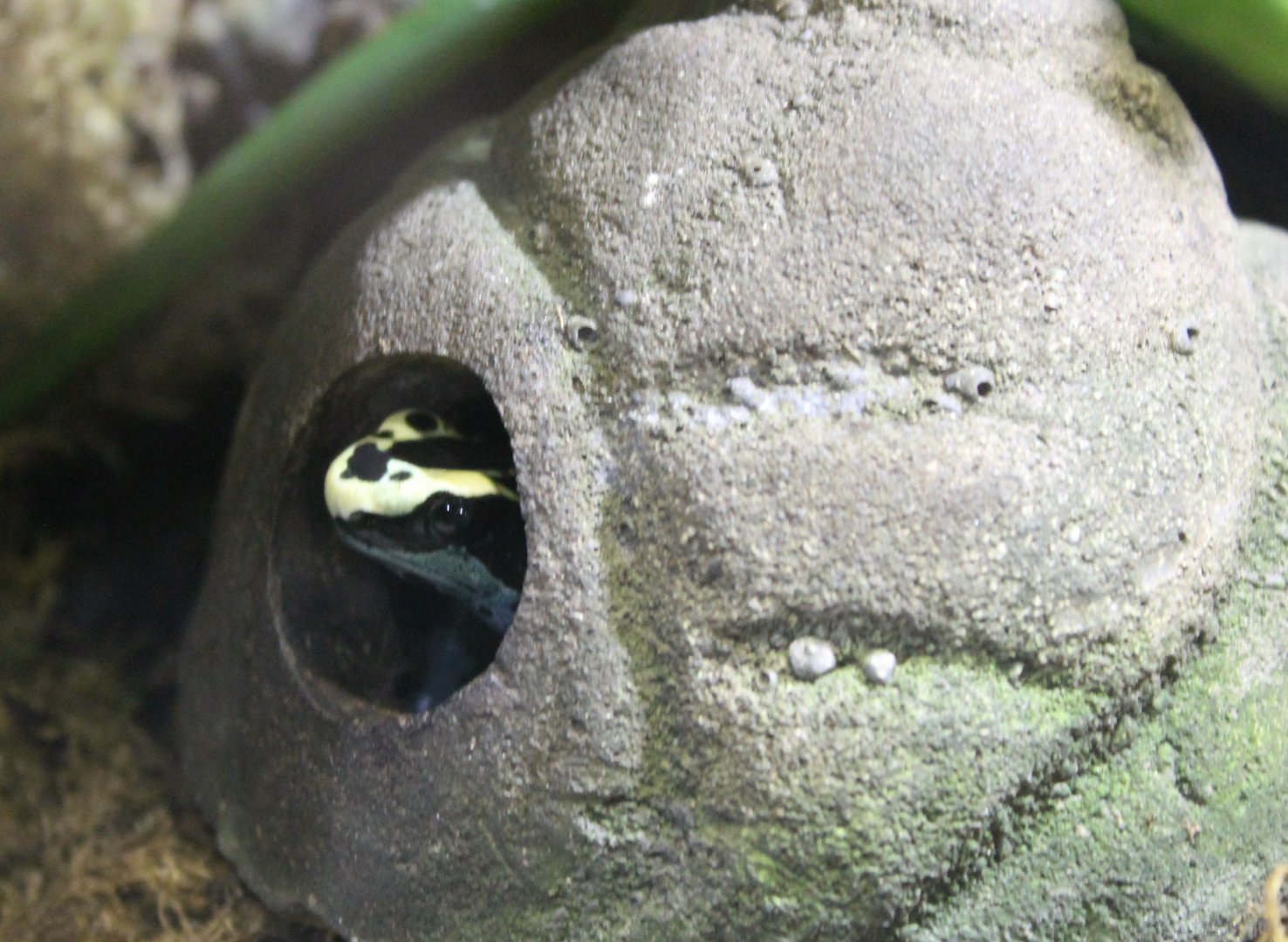 Dendrobates tinctorius - Patricia-form