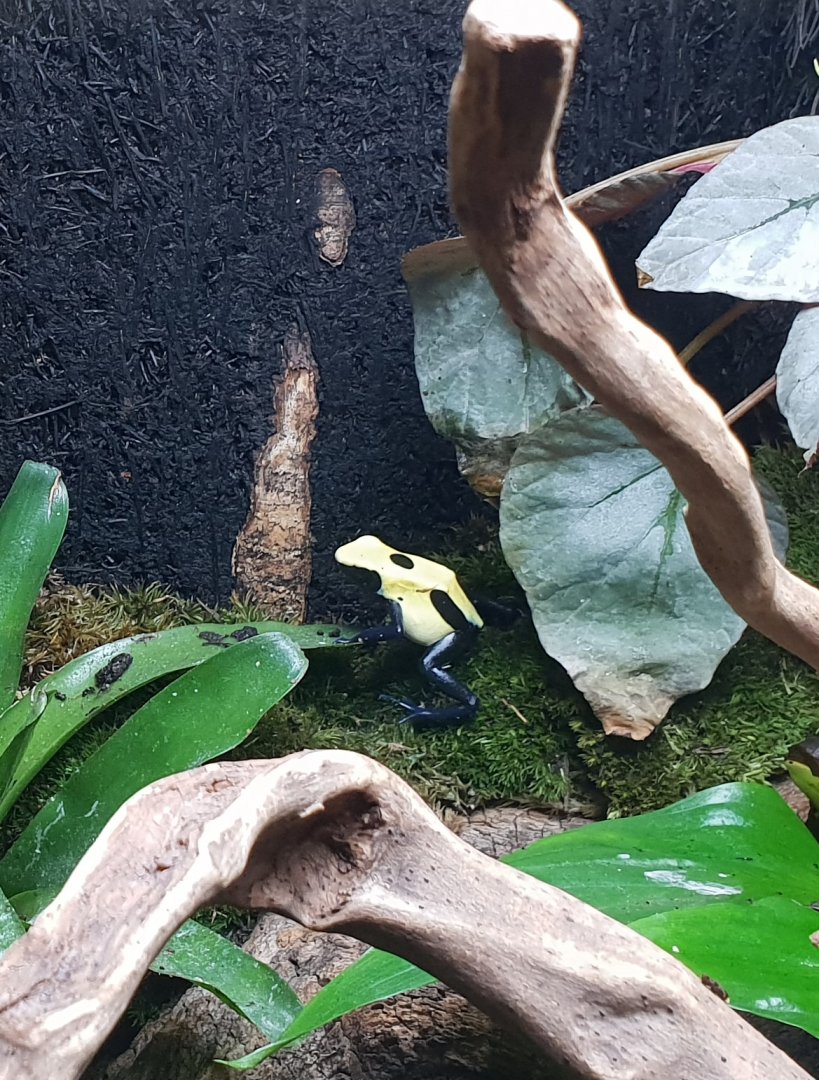 Dendrobates tinctorius "Patricia"