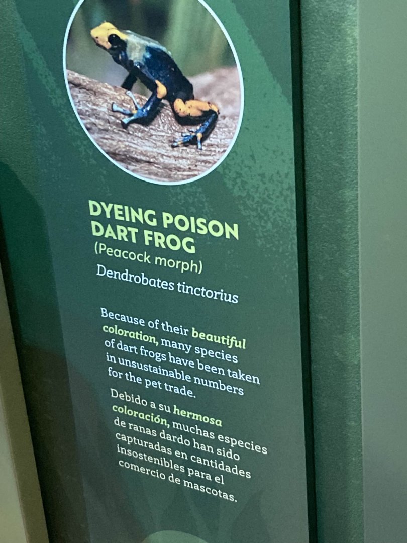 Dendrobates tinctorius "Peacock" signage.