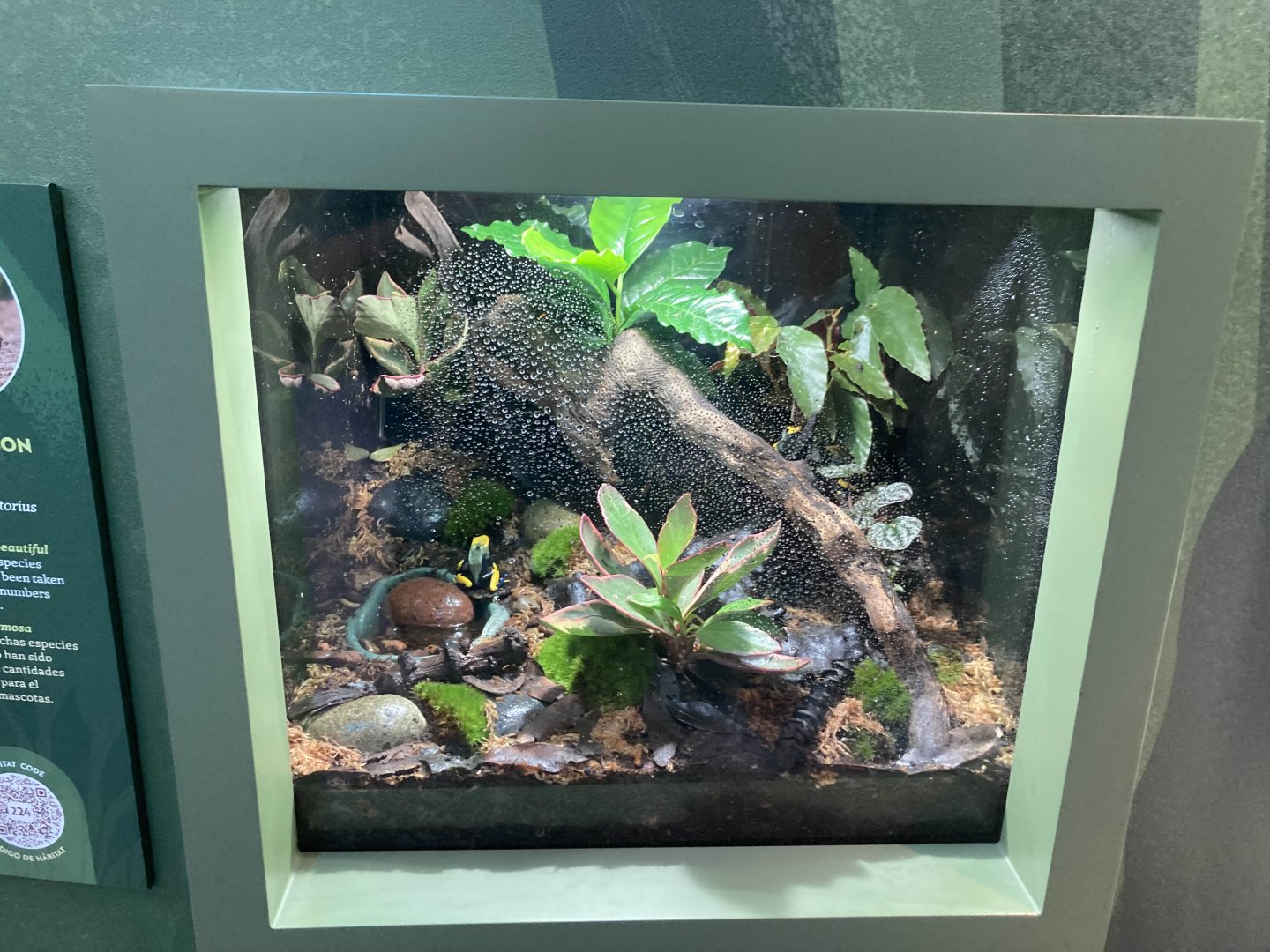 Dendrobates tinctorius "Peacock" vivarium